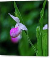 Lady Slipper Canvas Print