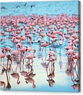 Lake Nakaru Flamingoes Canvas Print