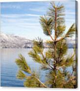 Lake Tahoe Pine Tree Canvas Print