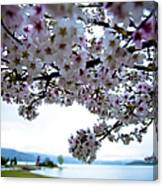 Lake Toya With Cherry Blossoms Canvas Print