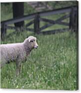 Lamb In The Spring Canvas Print