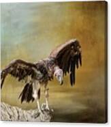 Lappet-faced Vulture Canvas Print