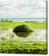 Large Bush In Swamp Canvas Print