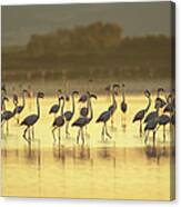 Large Group Of Flamingos, Oristano Canvas Print