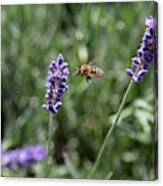 Lavender And A Bee Canvas Print