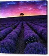 Lavender Dreams Canvas Print
