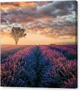 Lavender Field In Provence, France Canvas Print
