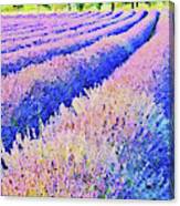 Lavender Fields - 08 Canvas Print