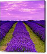 Lavender Rows Canvas Print