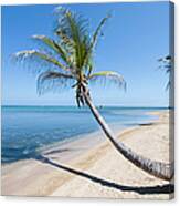 36.5/" x 24.5/" Leaning Palm Tree Tropical Art Print Laminated Poster