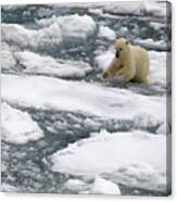 Polar Bear Leaping Across Sea Ice In Svalbard Canvas Print