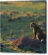 Leopard Cub Panthera Pardus Canvas Print