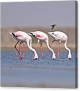 Lesser Flamingo Phoenicopterus Minor Canvas Print