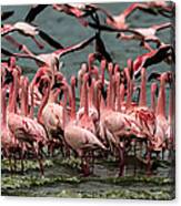 Lesser Flamingos In Masse Canvas Print