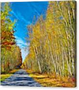 Down The Spring Birch Road Canvas Print