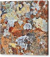 Lichen On Rock Canvas Print