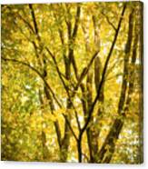 Light In The Leaves Canvas Print