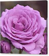 Light Lilac Pink Rose #1 #floral #art Canvas Print