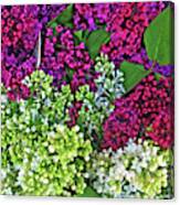 Lilac Bouquet Canvas Print