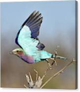 Lilac-breasted Roller On Takeoff Canvas Print