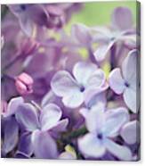 Lilac Flowers One Canvas Print