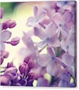 Lilac Flowers Three Canvas Print