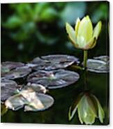 Lily In The Pond Canvas Print