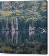 Line Of Cypress In Fog - Panorama Canvas Print