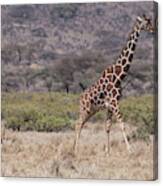 Lion-hunt-giraffe-samburu-2-5796 Canvas Print