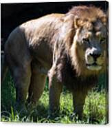 Lion Nc 1 Canvas Print