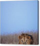 Lion Panthera Leo Resting In Grass Canvas Print