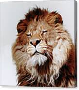 Lion With Eyes Closed Canvas Print