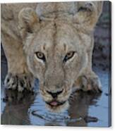 Lioness Drinking Canvas Print