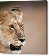 Lioness Panthera Leo Canvas Print