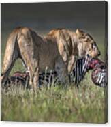 Lioness With Prey Canvas Print