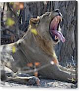 Lion's Yawn Canvas Print