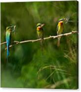 Little Bee Eater Canvas Print