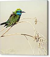 Little Bee-eater, Merops Orientalis Canvas Print