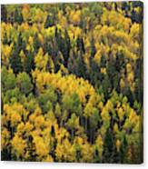 Little Cottonwood Fall Color - Alta, Utah Canvas Print