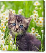 Little Kitten In The Camomile Flowers Canvas Print