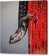 Lizard On Red Canvas Print