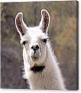 Dapper Llama With Bow Tie Canvas Print