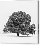 Lone Holm Oak Tree In Snow, Somerset, Uk Canvas Print