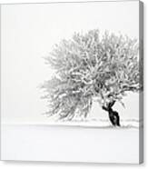 Lone Tree In Snow Covered Field Canvas Print
