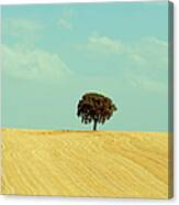 Lonely Holm Oak In Spain Canvas Print