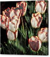 Lonesome Tulips Canvas Print