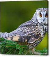 Long-eared Owl Sitting On The Branch Canvas Print
