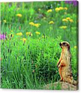 Long Tailed Marmot, Pakistan Canvas Print