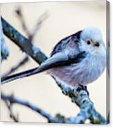 Long Tailed Tit Perching On A Twig Canvas Print