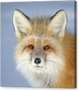 Looking Into The Eyes Of A Fox Canvas Print